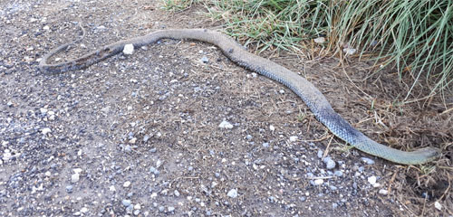 Tercera serpiente vista en Alicante desde el desconfinamiento